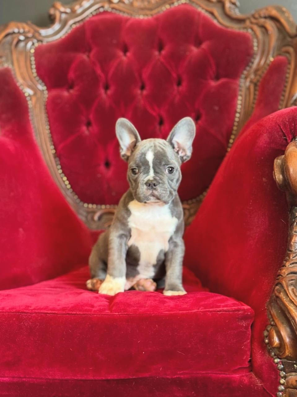 Buddy the French Bulldog